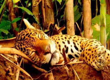 Ecoaventura Rio Gamitana-Briolo 4D/3N