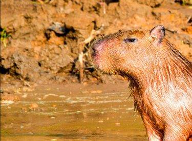Reserva Nacional de Tambopata